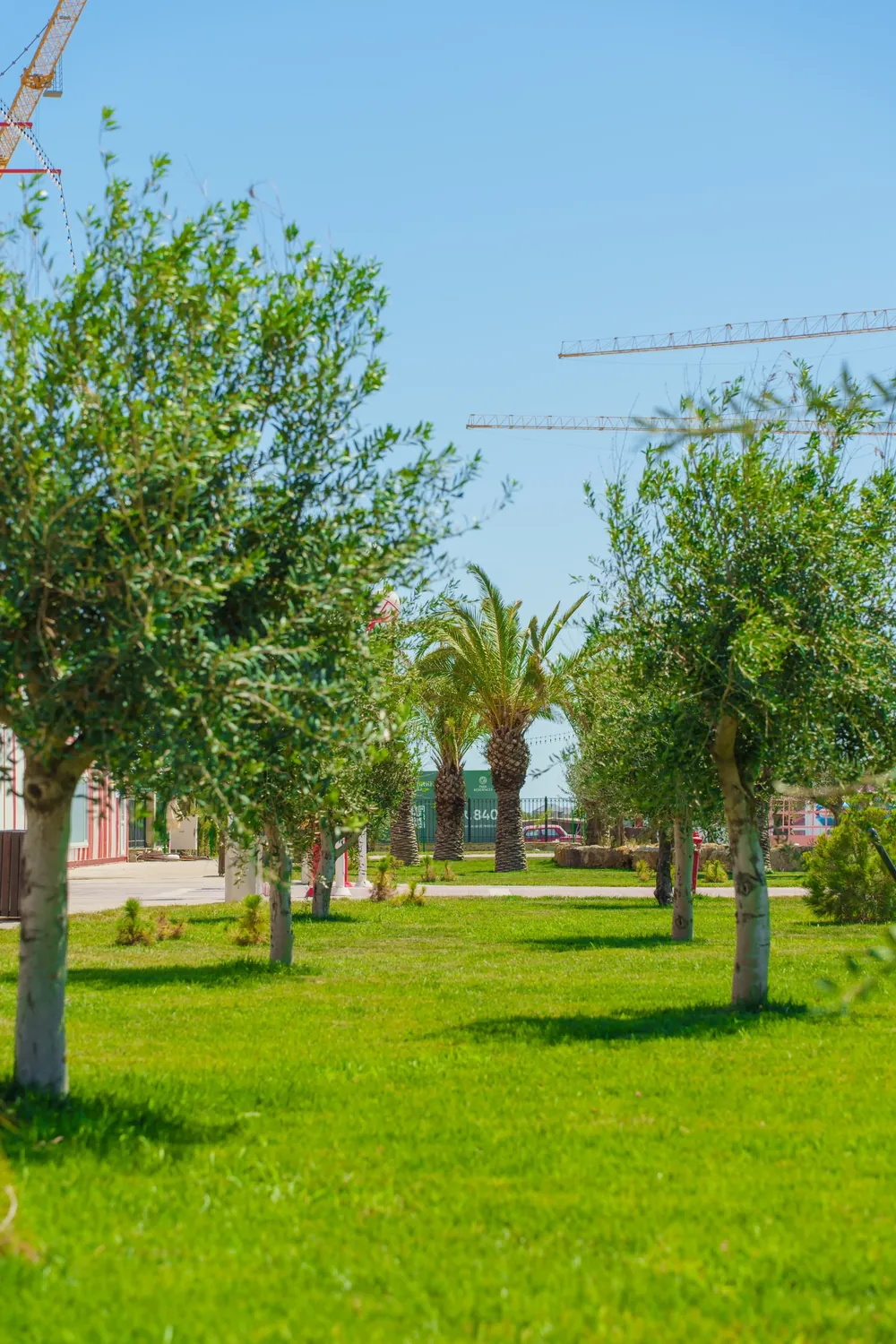Qazonda zeytunlar və palmalar
